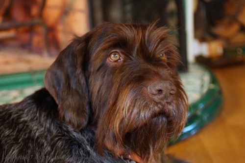 Brisko