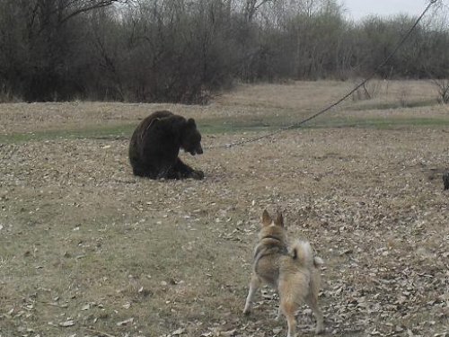 Моя сученка