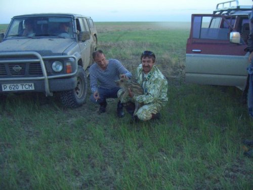 Поросёнок