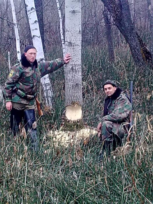 грызут однако 
