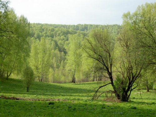 лесная поляна