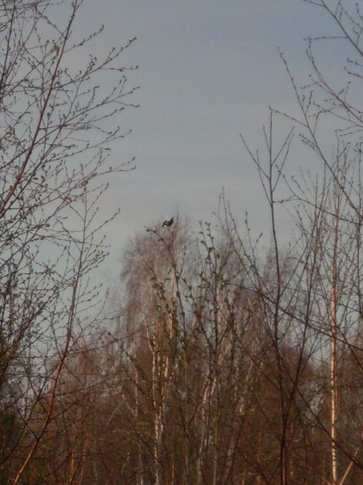 токует