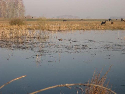 Открытие 2011