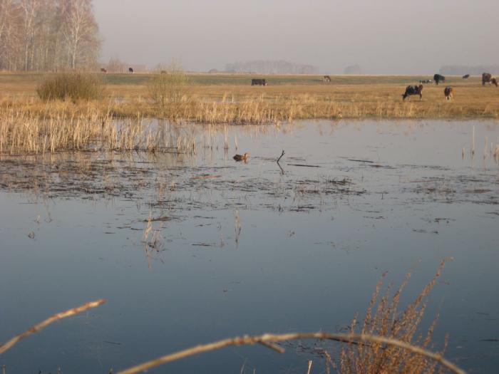 Открытие 2011