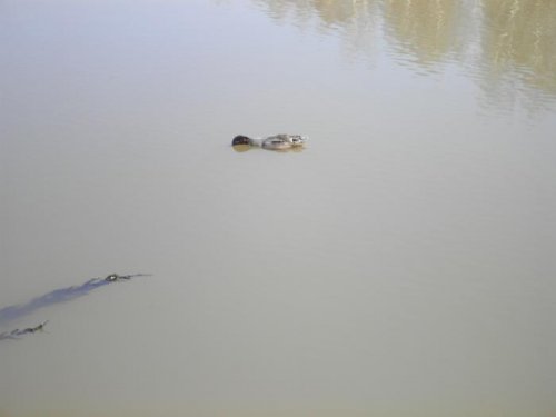 открытие 2011