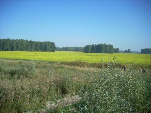 Поле для пчёлок