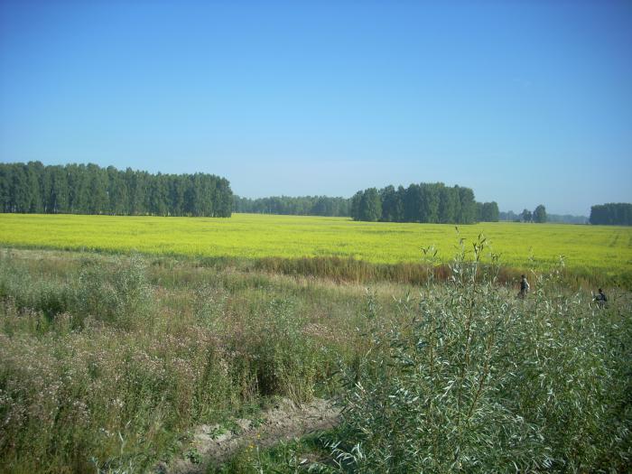 Поле для пчёлок