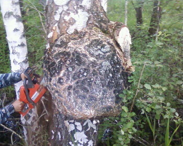 сувель березы