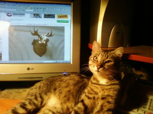 кот