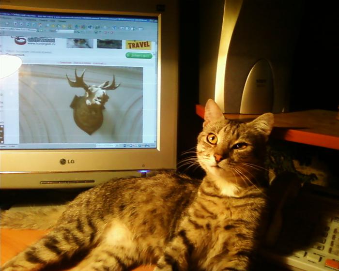 кот
