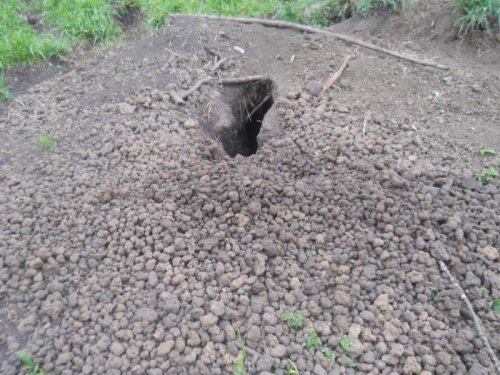 Сурок