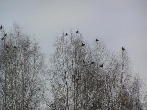 Тетерева....