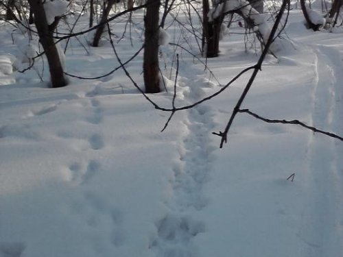 Тропка беляка