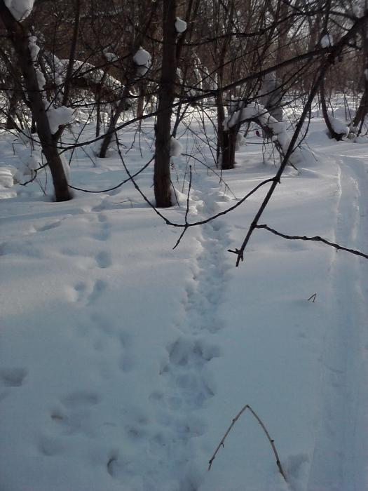 Тропка беляка