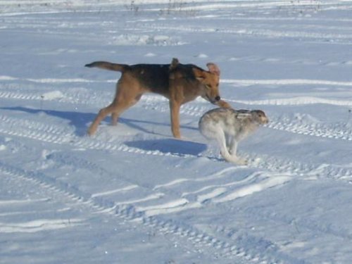 Добор