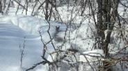 Косуля по глубокому снегу