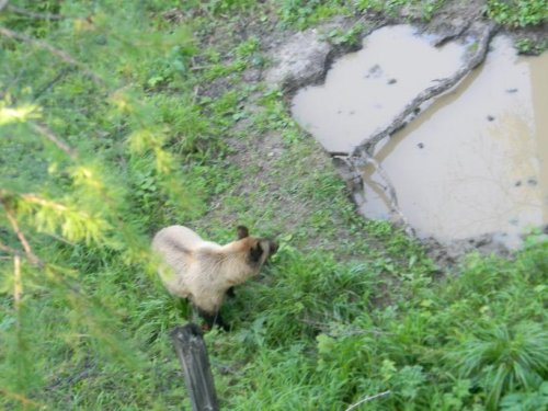 Гость на солонце