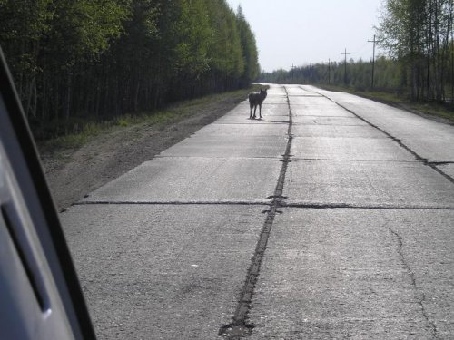 Прогуливается.....