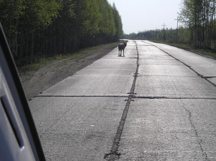 Прогуливается.....