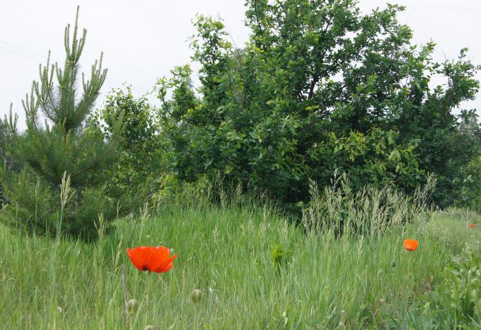 Июнь