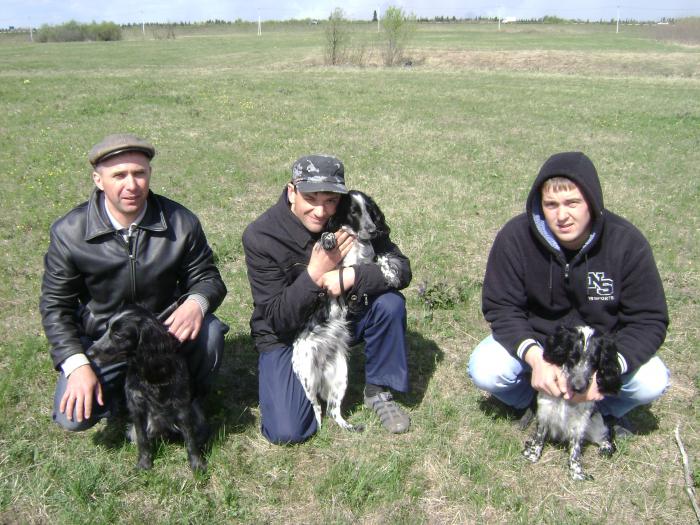Секция легавых и спаниелей Томского ОООиР. Выезд на тренировку по перепелу.