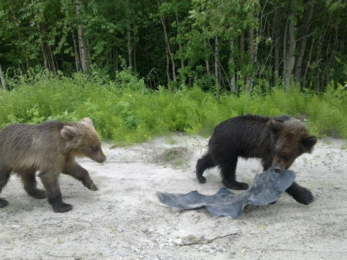А ну ка отбери....