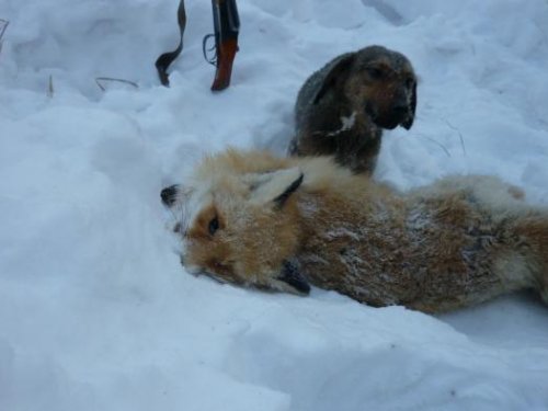 Хоть и полукровка,но лис гонять любит!!!!