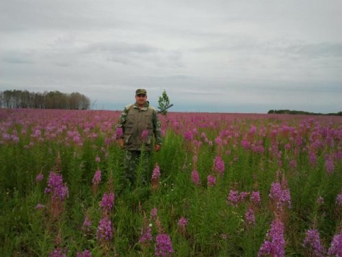 поле Кипрея