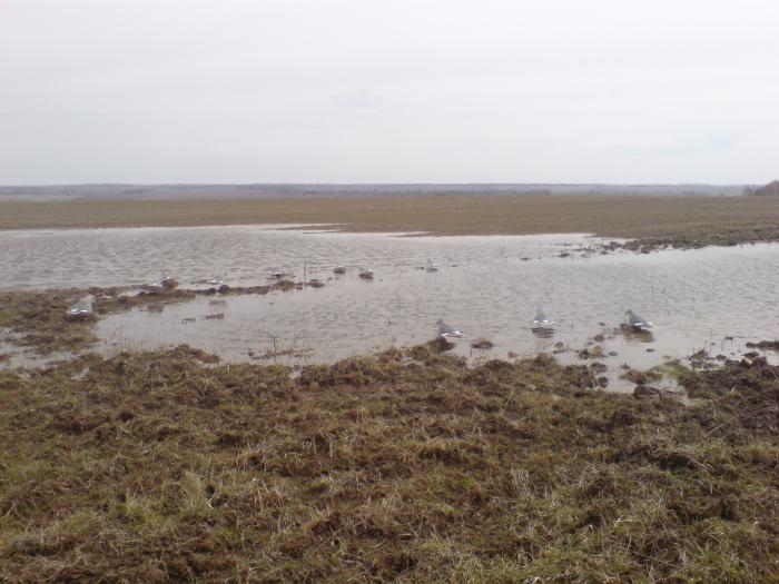гуси 2011