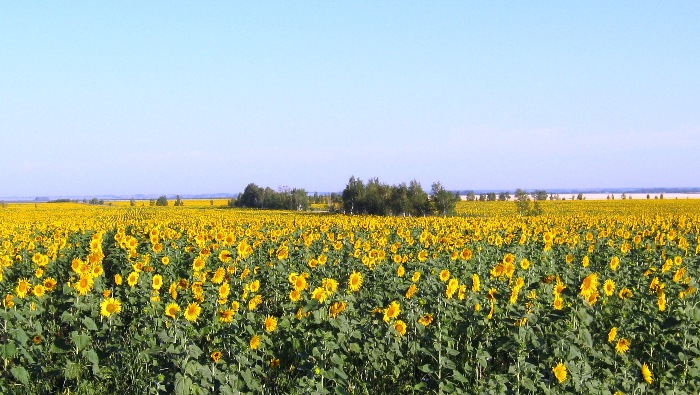 " солнечное " море