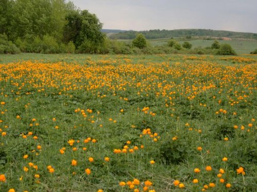 Цветут жарки