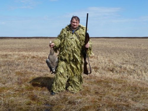Белолобик