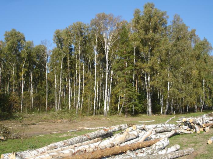 губят лес