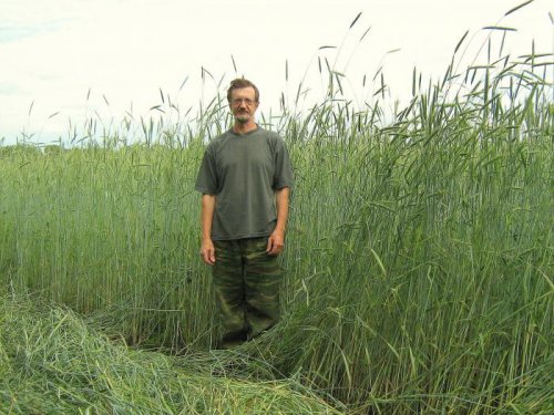 Хлеба Сибири.