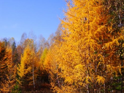Осень