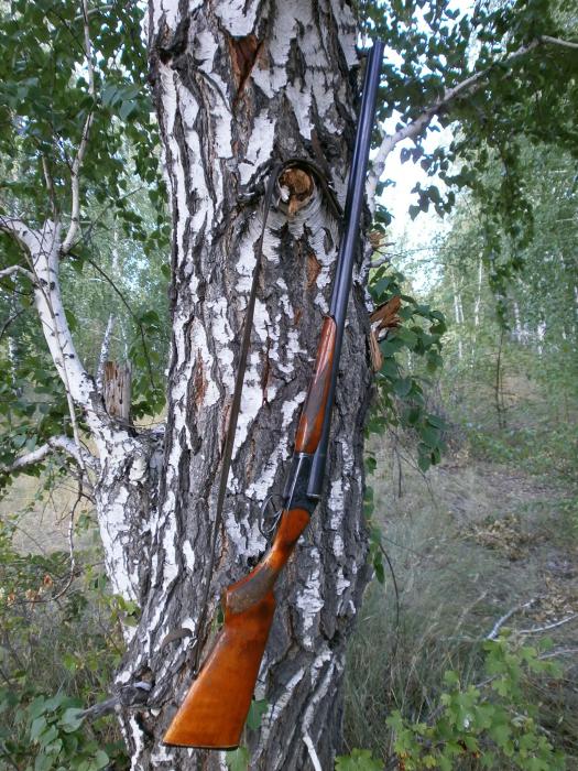 Ружьишко на березоньке