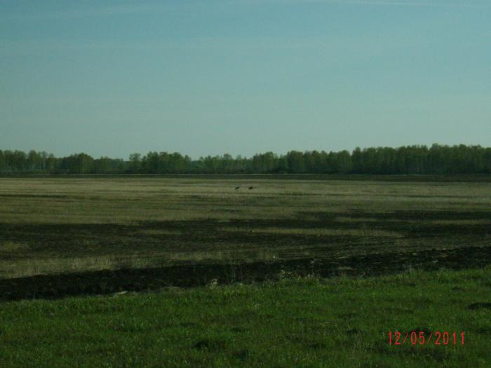 ордынский рон .журавли.