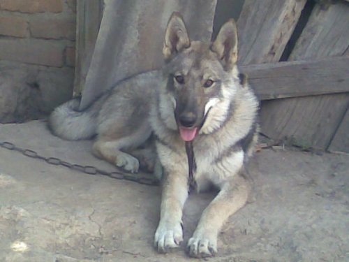 Алтай