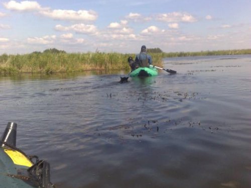 А моему не в терпеж ,утей увидел и вплавь ,молодой еще 
