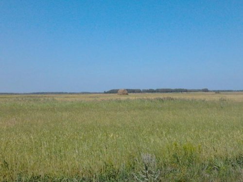 поле