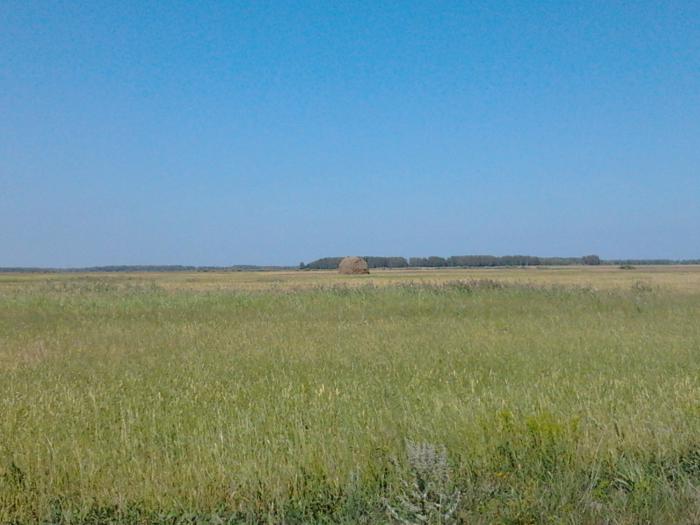 поле