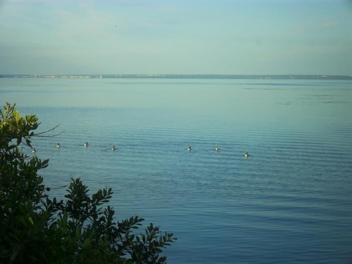 Пеганки на Обском "море".