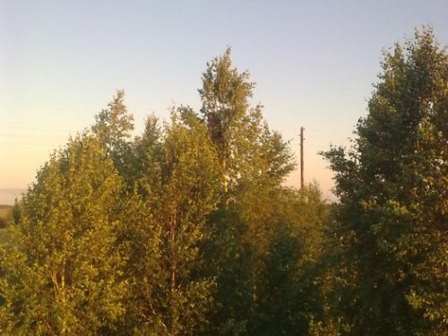 берёзки