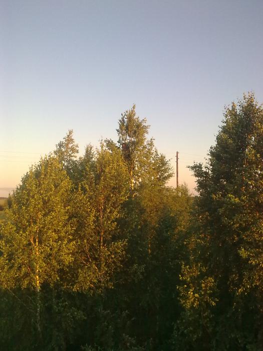 берёзки