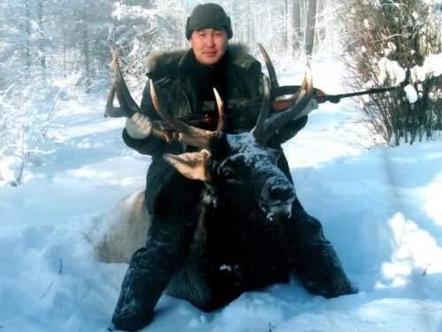 благородный олень – Изюбр.