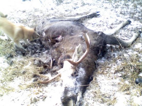 Загон 2010