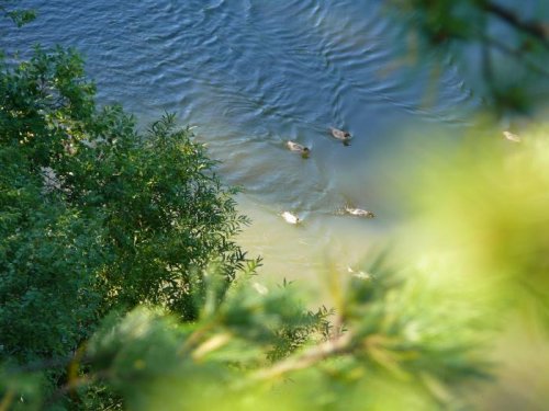 стайка уток-крохалей...