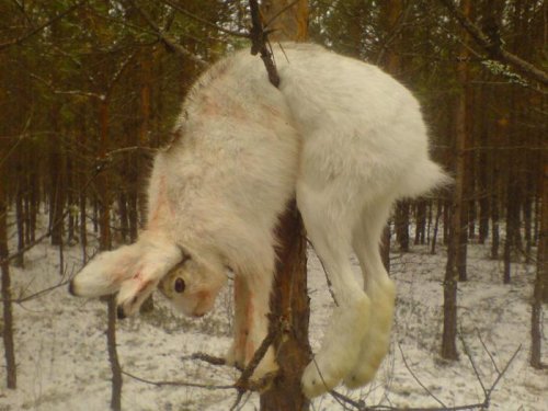Беляк не убежал!