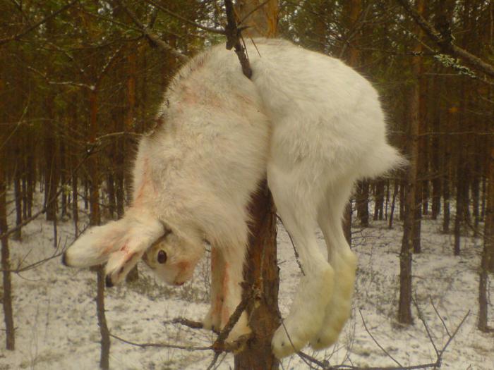 Беляк не убежал!