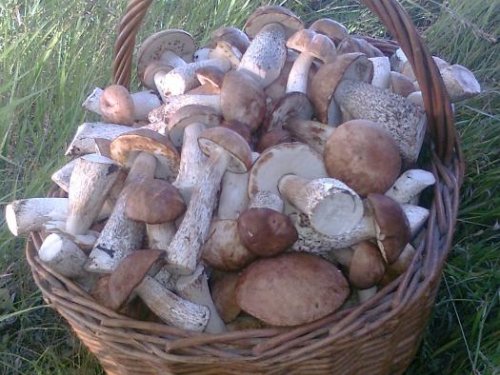 Из леса.